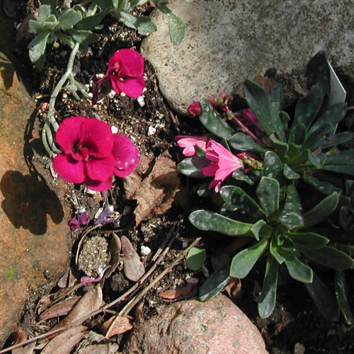 Aubrieta deltoidea Purple Heart
